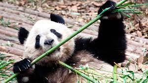 Milk do you drink a day? Scientists Find Out Why Giant Pandas Eat Bamboo Rather Than Meat Cgtn