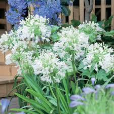 We did not find results for: Agapanthus Tall White Garden Express