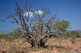 Image result for Sesamothamnus lugardii