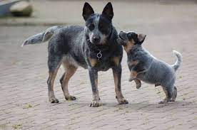 Leroy kommt aus den berühmtesten arbeitslinien !!!!! Australian Cattle Dog Mccoy