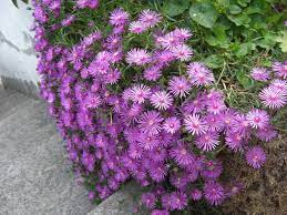 Vendita online di piante erbacee perenni, felci e graminacee. Fiori A Cascata Perenni 10 Soluzioni