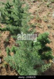 Image result for Asparagus suaveolens