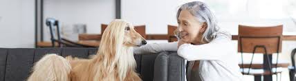 We do offer several different types of insurance plans to protect you in the event of an accident. Pet Insurance What To Look For When Getting A Pet Insurance Quote Petco