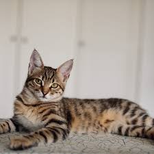 Image result for adorable cat