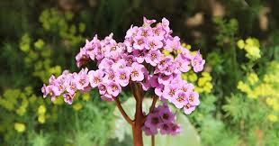 I suoi fiori sono colore arancio o rosso, molto vistosi e di forma tubolare. Piante Perenni Sempreverdi Da Giardino Idee Profumate Greenstyle