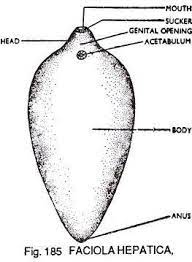 Oxyclozanide, either on its own or in. Diagram Of Liver Fluke With Label Liver Fluke Fasciola Hepatica Life Cycle Download Scientific Diagram Micronutrients Are Essential Components Of The Diet And Are Required To Maintain Fundamental Bodily Functions