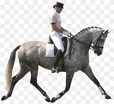More images for horse riding cartoon show » Andalusian Horse Pony Dressage Show Jumping Equestrianism Cartoon Horse Horse Riding Horse Cartoon Character Painted Png Pngwing