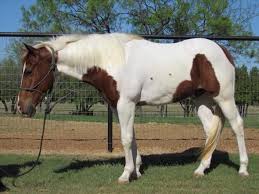Black And White Paint Horses For Sale In Texas 2013 Sorrel Paint Gelding For Sale In Texas Horses Horse Love Gelding