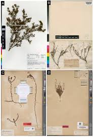 Image result for Thesium megalocarpum