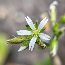 Image result for Cerastium glomeratum