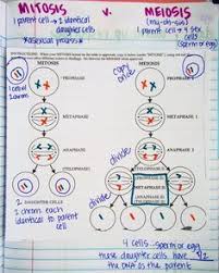 10 Best Mitosis Vs Meiosis Images Mitosis Teaching