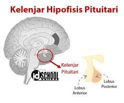 We did not find results for: Produksi Hormon Pada Kelenjar Hipofisis Pituitari Idschool