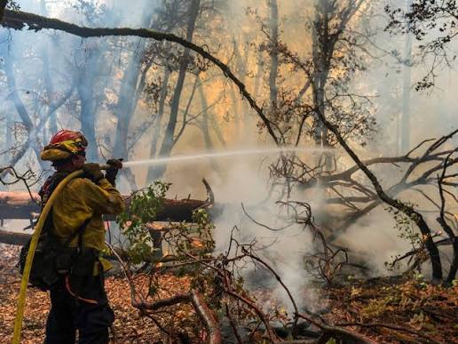 Fires in the West are becoming ever bigger, consuming. Why and what can be  done?