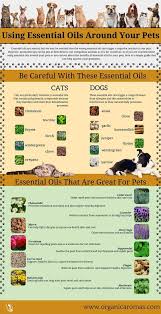 Using Essential Oils Around Your Pets Essential Oils Dogs Are Essential Oils Safe Essential Oil Recipes