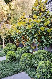 Block Out Thy Neighbour Privacy Plants For The Modern Home Privacy Plants Magnolia Tree Landscaping Grasses Landscaping