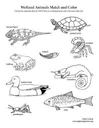 Wetland Animals Match And Color Wetlands Activities Animals Animal Activities