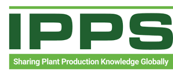 Image result for Chlorophytum colubrinum