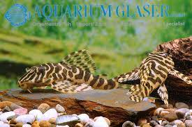 The wc l134 spawned twice this week. L134 Peckoltia Compta Aquarium Glaser Gmbh