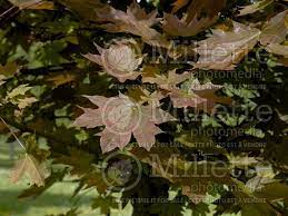 Check spelling or type a new query. Acer Conquest Aka Conzam Norway Maple