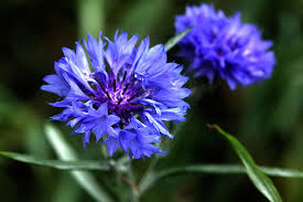 The most common sunflower colors are bright yellow with brown centers. How To Grow Bachelor S Button Cornflower Gardener S Path In 2021 Bachelor Button Flowers Bachelor Buttons Cornflower