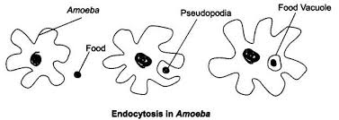 Ncert Solutions For Class 9 Science Chapter 5 The Fundamental Unit Of Life Thefundamentalunitof Lifeclass9worksheet Science Books Solutions Science