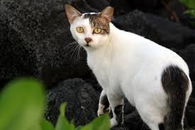 A feral kitten is a cat that was born in the wilderness. Feral Cat Wikipedia