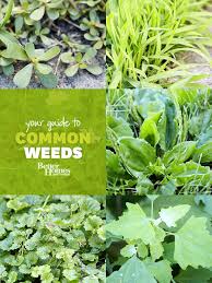 garden finance weed identification guide garden finance