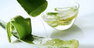 Aloe vera is the known source of antibacterial and antimicrobial properties, and is rich in beta honey and aloe vera are real moisturizing ingredients, they help to increase the moisture levels of the hair. Aloe Vera Hair Mask Benefits Diy Recipes And How To Use