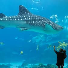 I swam with the whale sharks this day. Visit The Georgia Aquarium In The Heart Of Atlanta Charlotte Parent