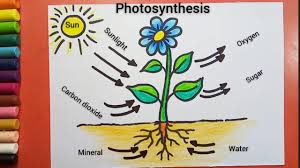 Photosynthesis is the process in which green plants use sunlight to make their own food. Photosynthesis Diagram Drawing Youtube