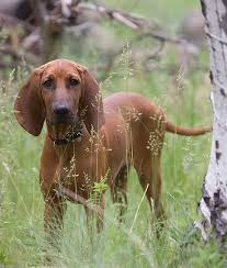 The bluetick coonhound may also be known as a bluetick hound, bluetick, or coonhound. Coonhound Quotes Quotesgram