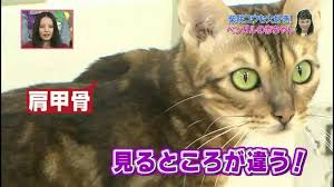 柴咲コウ出演 「葉加瀬太郎音楽祭2021 東京・明治神宮公演」中止のお知らせ tv 2021.6.1 『35歳の少女』日テレプラス（cs放送）にて2021年6月28日（火）より放送スタート! æŸ´å'²ã‚³ã‚¦ çŒ«ã«ãƒ‡ãƒ¬ãƒ‡ãƒ¬ Youtube