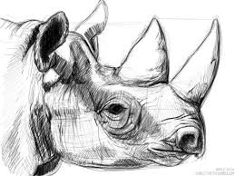 Rhino Sketch Rhino Art Animal Drawings Sketches Animal Sketches