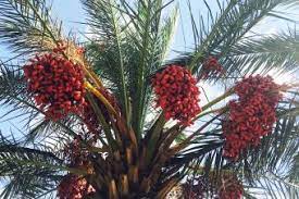 You'll just need to do some ground clean up and wait for fronds to drop. Which Fruits Grow On Palm Trees Lovetoknow