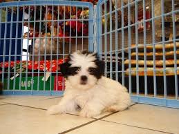 (over 1800 dogs trained since 2012 alone) pic. Not Puppyfind Craigslist Oodle Kijiji Hoobly Ebay Marketplace Atlanta Georgia Shih Tzu Youtube