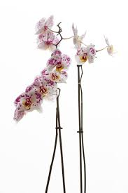 In fact, moth orchids are the most popular orchids in the world, accounting for a staggering 75 percent of all orchid plant sales. 5 Flowering Plants That Are Safe Around Your Cat Katzenworld