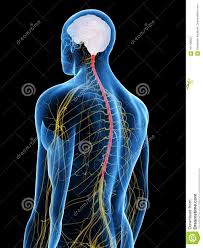 Anatomia topograficzna i funkcjonalna rdzenia kręgowego i nerwów rdzeniowych: Rdzen Kregowy Ilustracji Ilustracja Zlozonej Z Grafika 101196637
