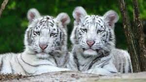 We have a massive amount of desktop and mobile backgrounds. Baby White Tiger Wallpaper 57 Pictures