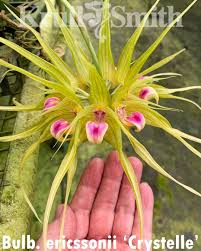 Image result for Bulbophyllum burttii