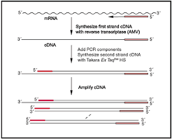 3 introduction first strand cdna synthesis kit is a complete system for efficient first strand the first strand of cdna can be synthesized using either one of the primers provided or a specific primer. Cdna Synthesis Kits