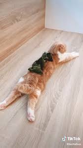 It S Time To Relax Video In 2020 Cute Little Animals Cute Animals Cute Baby Animals