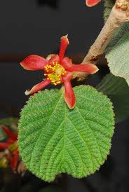 Image result for Grewia herbacea