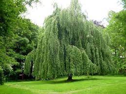 Here is a closer look at the trunks of the old weeping beech i had posted early. Weeping Beech Alchetron The Free Social Encyclopedia