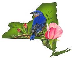 New York State Bird And Flower State Birds Bird New York State