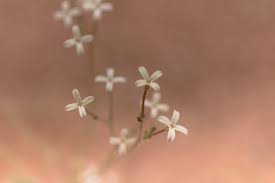 Image result for Kohautia caespitosa