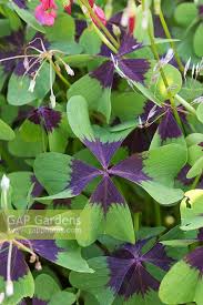 Image result for Oxalis tetraphylla