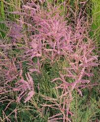 Image result for tamarix ramosissima pink cascade