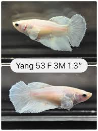 Betta Fish Betta Fish Ideas Bettafish Fishbetta Live Fish White Platinum Female Dumbo Betta Hm High Grade Thai Import In Usa Betta Live Fish Betta Fish