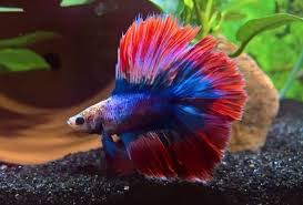 Betta fish are beautiful exotic and fairly easy to care for fish that make excellent additions to any home or even office environment. Skinny Bettas Underfeeding Might Be Worse Than Overfeeding My Aquarium Club