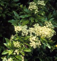 Image result for Pycnosphaera buchananii